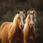 Horseback Riding in North Scottsdale