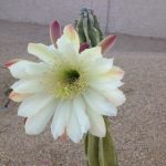 Cactus Shadows High School in Cave Creek