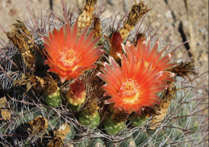 Barry Goldwater and Cactus in Bloom PV