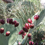 Cave Creek Community Events- Labor Day 2013