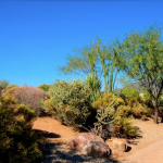 The Wild Western Roundup – Desert Mountain