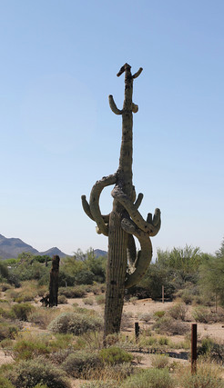 cactus copy