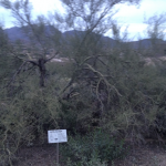 Foothill Palo Verde Tree- Pinnacle Peak