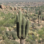 Desert Mountain Golf Scramble