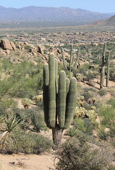 Desert scene