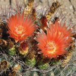 Dogs’ Day in the Garden
