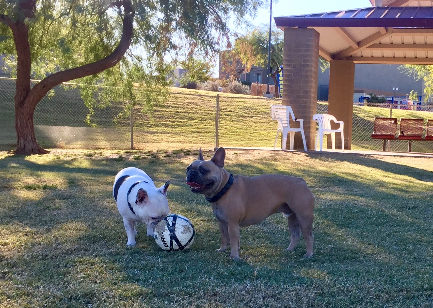 Scottsdale Dog Parks •