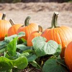 2020 Guide to Pumpkin Picking