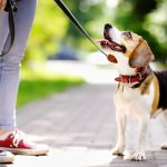 Dog Days at the Garden