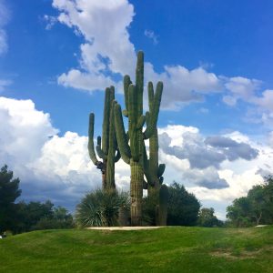 cactus park
