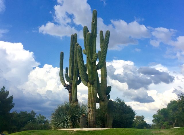 cactus park