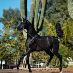 Scottsdale Arabian Horse Show – 2020