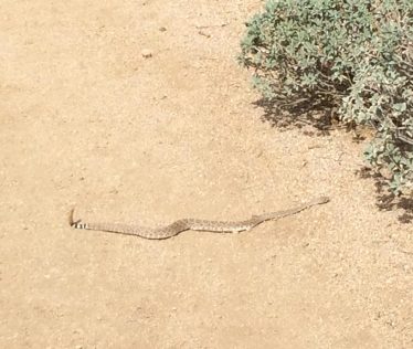 Snake on Pinnacle Peak Trail